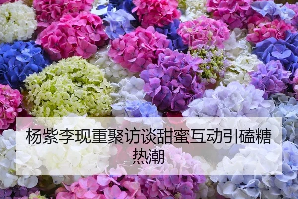 杨紫李现重聚访谈甜蜜互动引磕糖热潮
